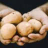 STUDY: Banana Fibre Paper Shows Promise in Combating Potato Nematodes in Kenya-Study