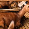 From Maize Farming to Dairy Goat Farming in Eldoret: Success Story of Simon Kinuthia
