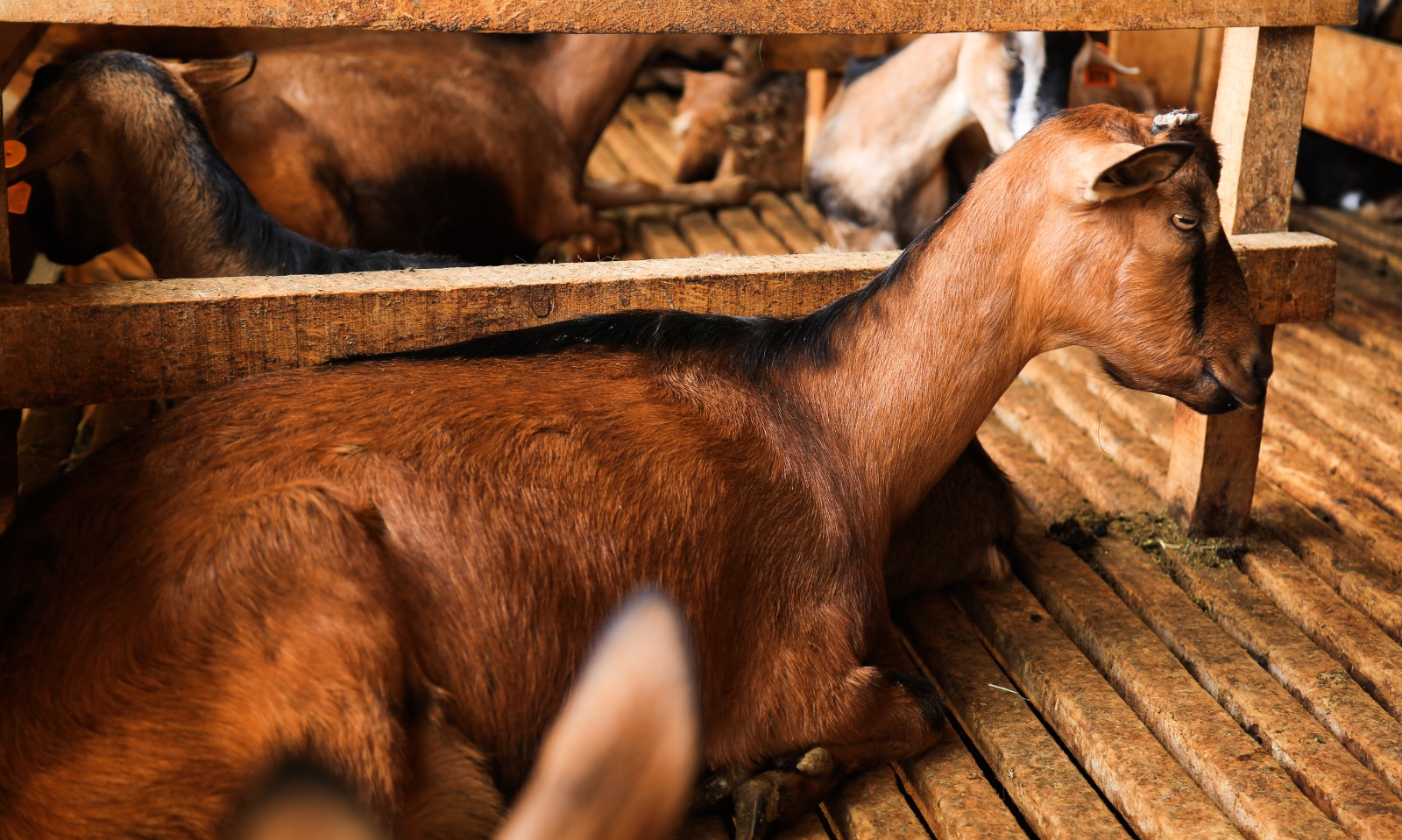 From Maize Farming to Dairy Goat Farming in Eldoret: Success Story of Simon Kinuthia
