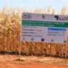 The market will soon witness a surge in GMO maize if the government approves an application for producing and selling the maize.