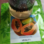 ABCD on Breaking Seed Dormancy in Papaya Seeds # Trending
