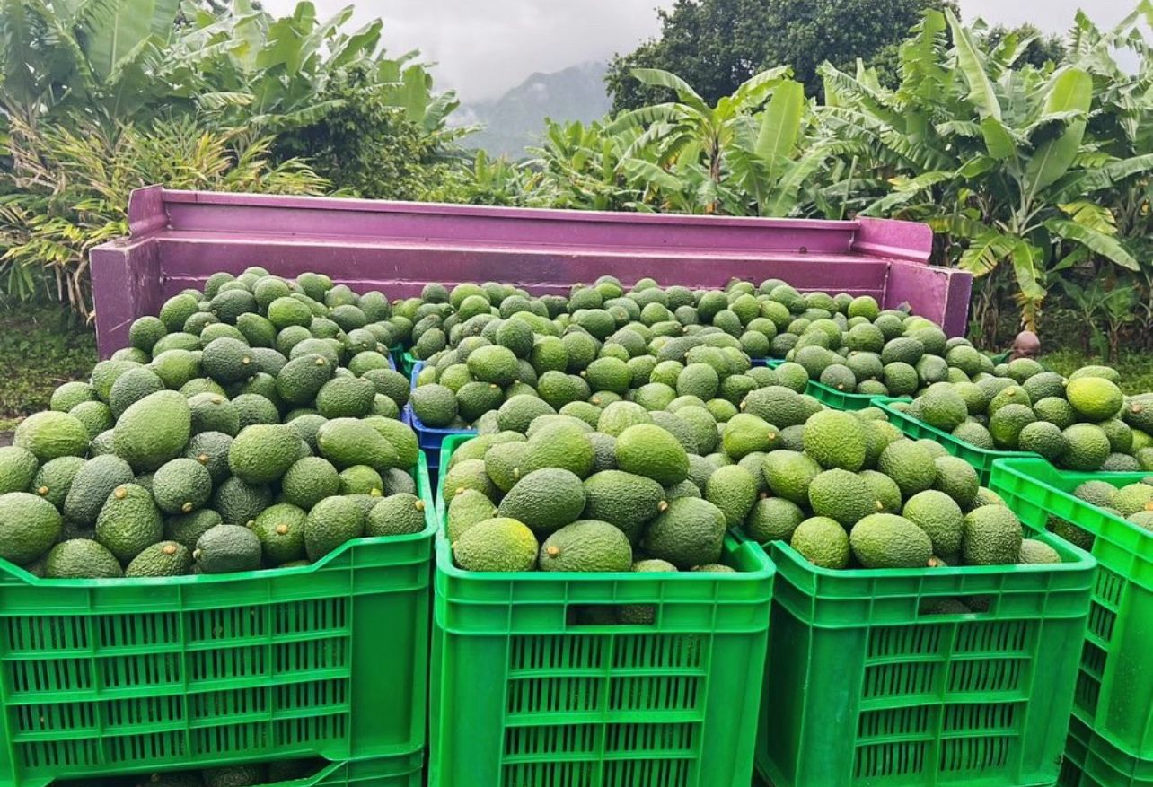 Kenya's Avocado Revolution: Growth, Challenges, and Opportunities in a Thriving Export Industry