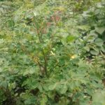 Moringa Farming: A Super Plant for Health, Agriculture, and Sustainability Moringa Farming: A Super Plant for Health, Agriculture, and Sustainability in kenya