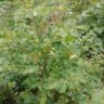Moringa Farming: A Super Plant for Health, Agriculture, and Sustainability in kenya