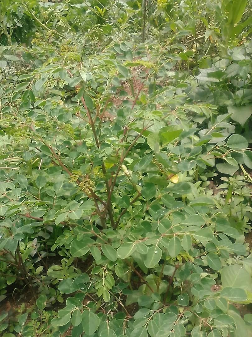 Moringa Farming: A Super Plant for Health, Agriculture, and Sustainability in kenya