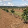 From Wheat Fields to Hass Avocado Farms: Stories of Farmers Embracing Change in Narok
