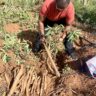 Cassava Ugali and the Rise of Cassava Farming: A Comprehensive Exploration