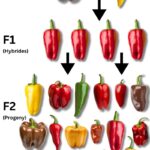 How Does Plant Breeding Work? And What Are F1 Hybrids?
