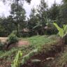 Kenya Study Highlights Complexity of Tree-Planting Schemes for Smallholder Farmers