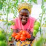 A Comprehensive Farming Guide on Tomato Fertilization in kenya