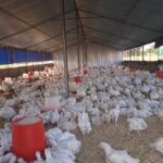 Understanding Feed Conversion Ratio (FCR) in Broiler Production Understanding Feed Conversion Ratio (FCR) in Broiler Production