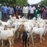 Farmers during the receiving of the goats across the four villages Msumarini, Dhololo, Tetesa, Yedi, and Mtsangamali in Kilifi County. (Photo: Farhiya Hussein)