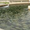 Elevating Your Fish Farming Success – The Role of Water Quality
