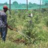 Why Nyandarua’s Farmers Are Betting Big on Apple Farming Amid Plum Failures