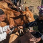 Can Kenya Truly Vaccinate Every Livestock? A Look at the Feasibility and Challenges Can Kenya Truly Vaccinate Every Livestock? A Look at the Feasibility and Challenges