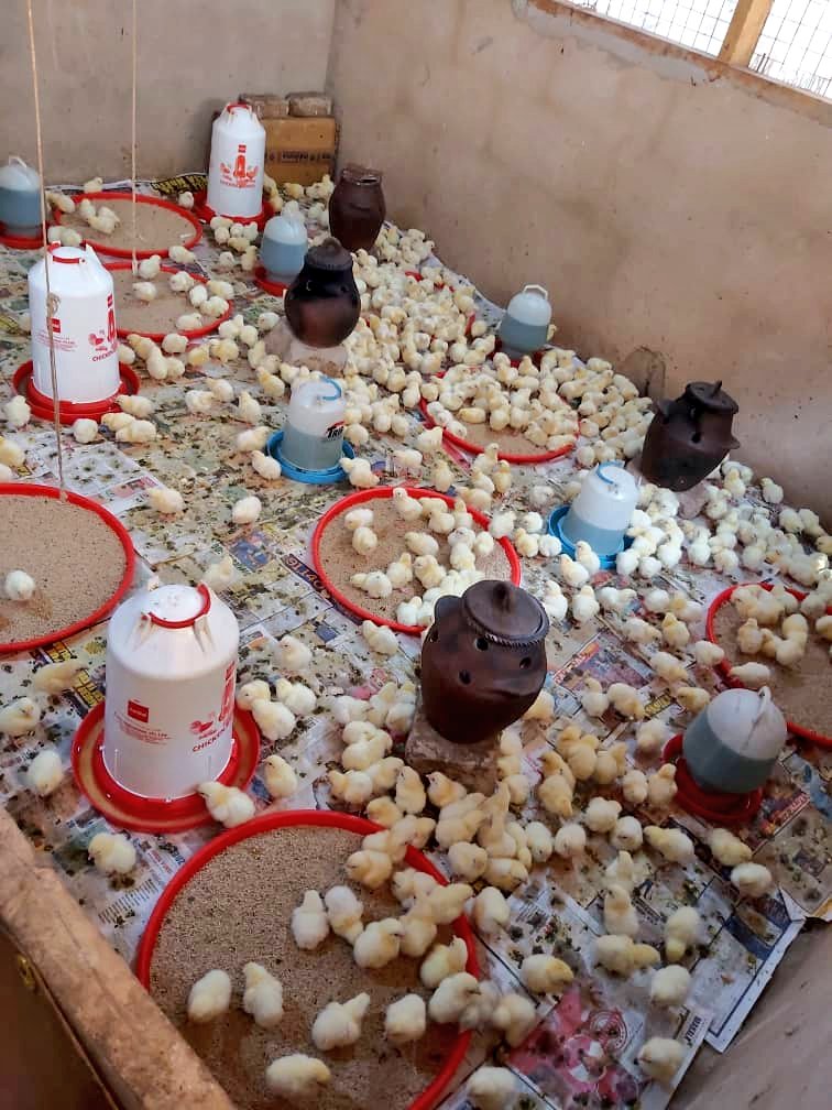 Comprehensive Guidelines for the First Seven Days of Brooding in a Poultry Farm 2 Comprehensive Guidelines for the First Seven Days of Brooding in a Poultry Farm