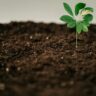 Harnessing Quorum Sensing: Nature’s Microbial Communication for Smarter Agriculture