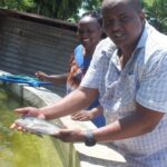 Murage primarily rears tilapia and catfish, alongside ornamental fish such as koi carp © Peter Changtoek