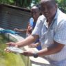Murage primarily rears tilapia and catfish, alongside ornamental fish such as koi carp © Peter Changtoek