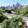How Urban Farming is Cultivating Prosperity in Our Cities