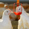 Understanding Water Balance in Broilers: A Blueprint for Optimal Poultry Management