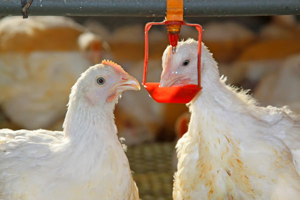 Understanding Water Balance in Broilers: A Blueprint for Optimal Poultry Management