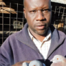From High School Dropout to Thriving Pigeon Empire: Mahmoud Shaban’s Poultry Farming Success