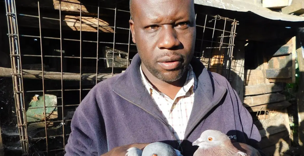 From High School Dropout to Thriving Pigeon Empire: Mahmoud Shaban’s Poultry Farming Success 1 From High School Dropout to Thriving Pigeon Empire: Mahmoud Shaban’s Poultry Farming Success