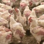 10 Proven Strategies for Effective Feather Cover Management in Broiler Breeder Females Feather Cover Management in Broiler Breeder Females