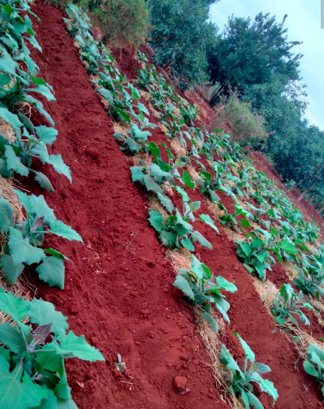 Yacon Farm