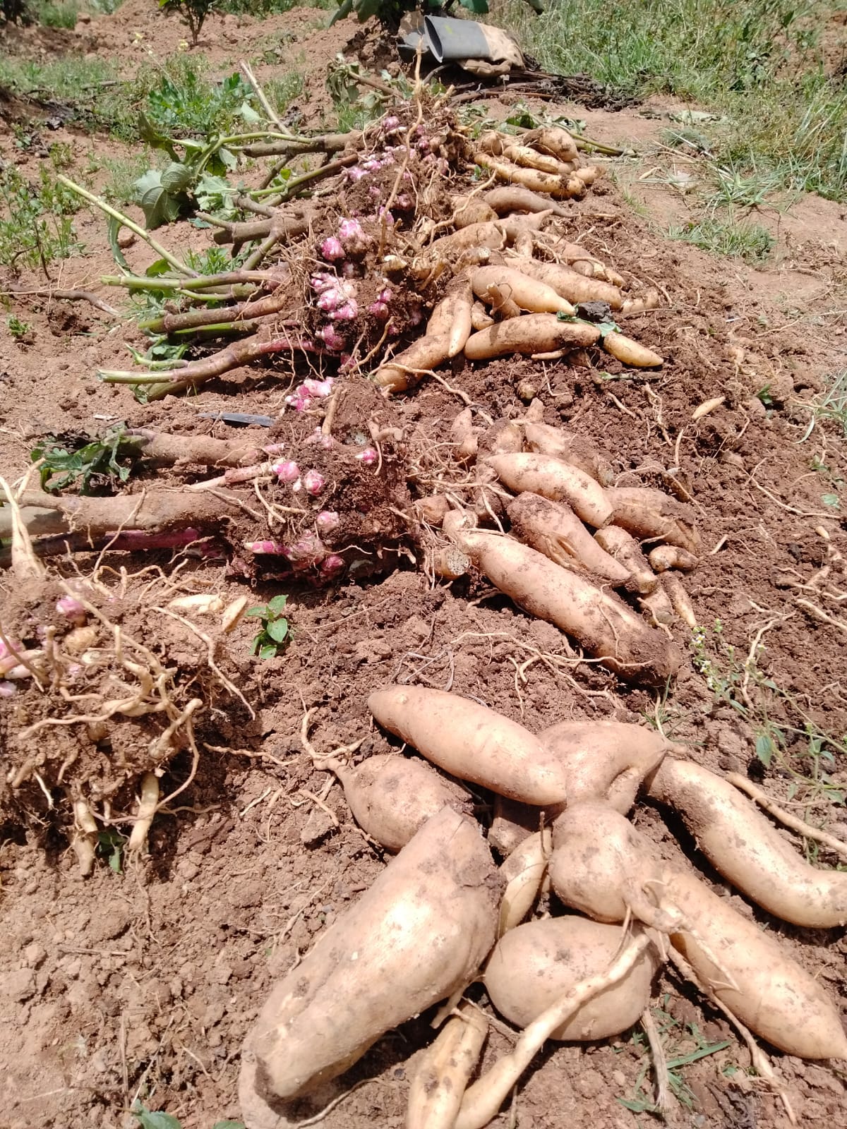 Yacon Farming in Kenya: A Comprehensive Guide to Cultivation, Benefits, and  Market Potential - Farmers Trend Ltd.
