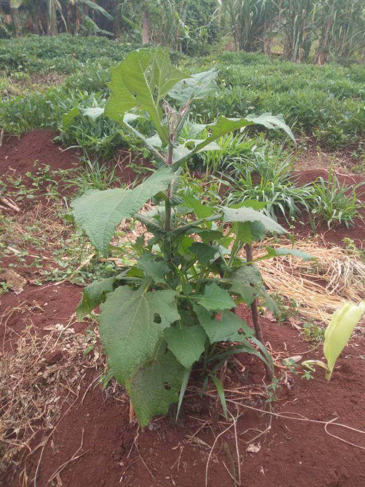 Yacon PLANT