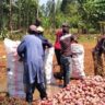 The Life and Struggles of a Sweet Potato Farmer-Turned-Businessman: Success Story of Oscar Otieno in kenya
