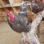 Plymouth Rock Chicken Farming: A Dual Purpose Super Chicken Breed