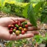 Why Coffee Production in Kiambu County is Declining: Causes & Solutions