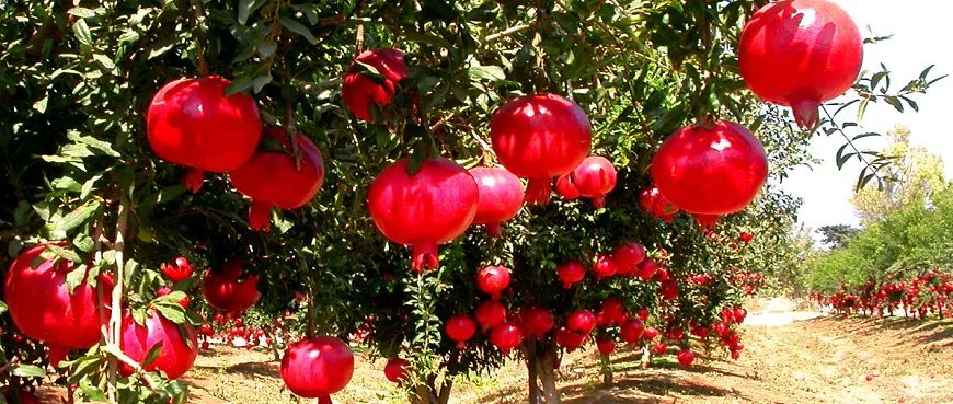 Pomegranate Farming