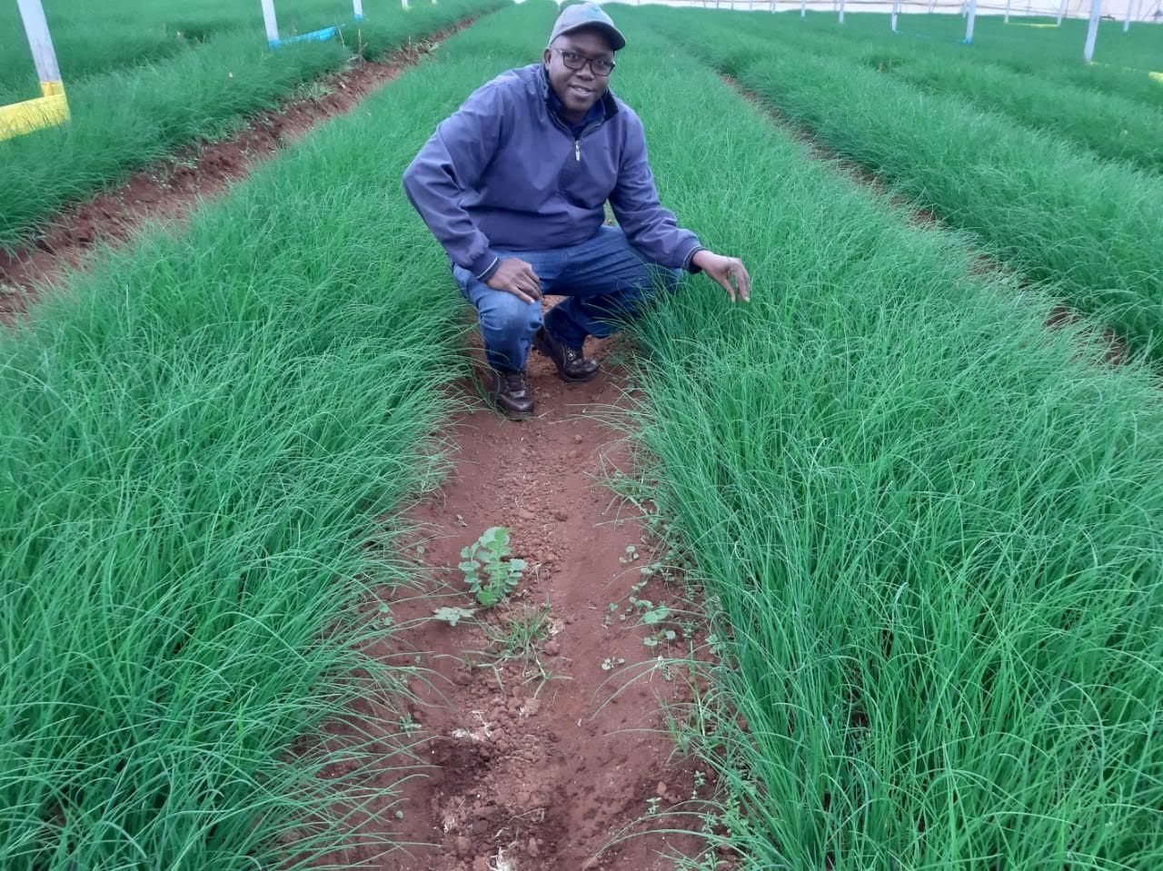 The Realities of Fresh Herb Farming for Export in Kenya