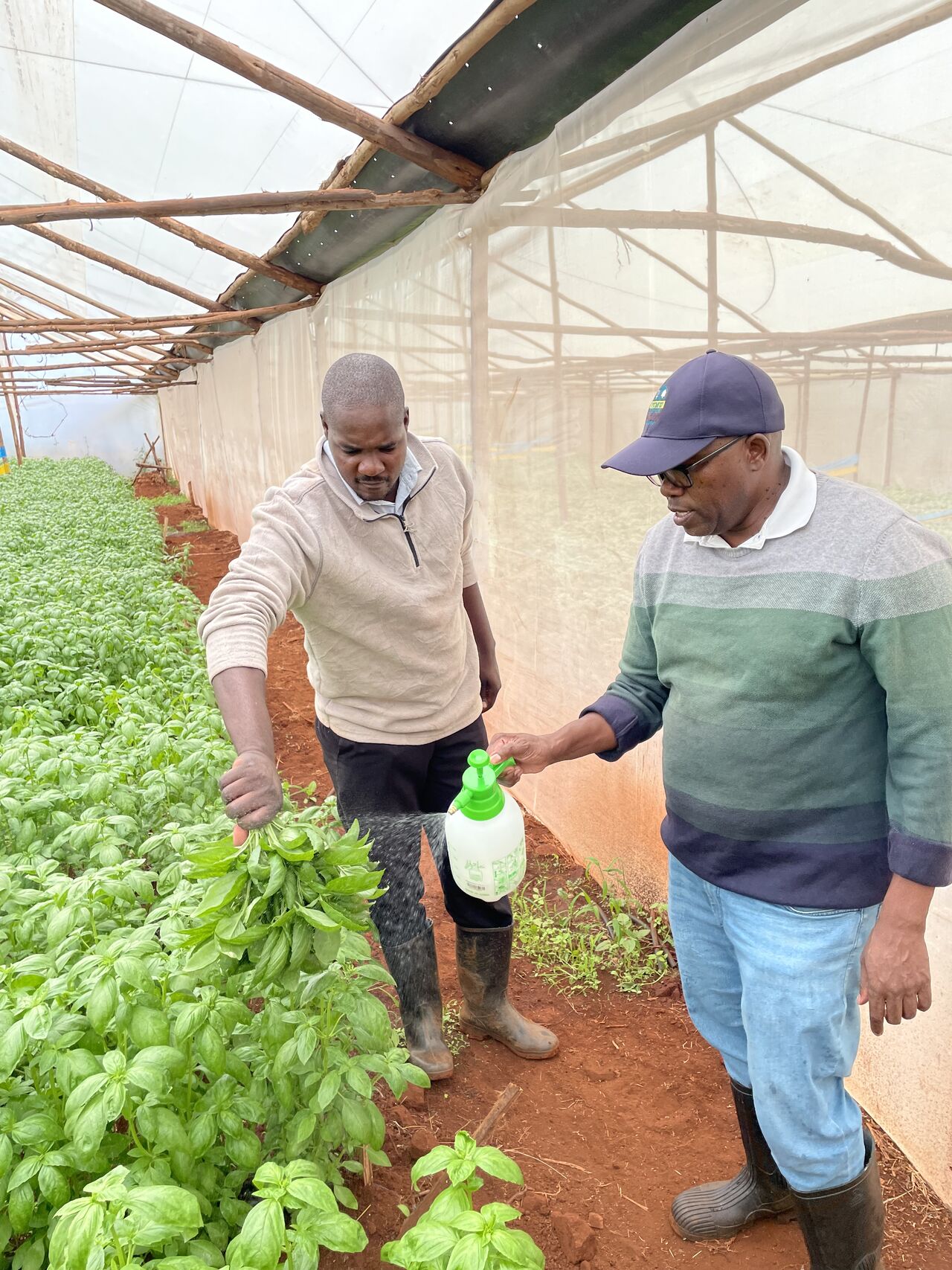 The Realities of Fresh Herb Farming for Export in Kenya