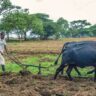 Maize Seed Prices in Kenya: Why Farmers Are Still Paying More Despite Government Directive