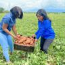 What Kenya's Draft Seed Regulations Mean for the Future of Potato and Sweetpotato Farming
