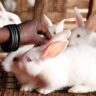 How Rabbit Farming is Empowering Women in Mombasa: A Success Story