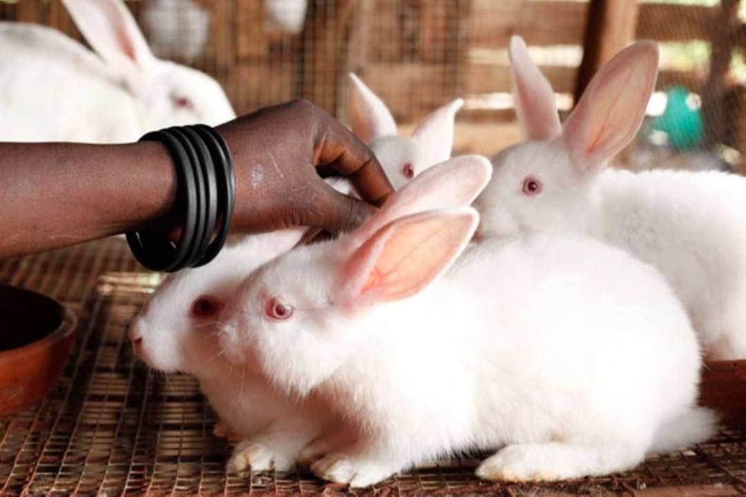 How Rabbit Farming is Empowering Women in Mombasa: A Success Story