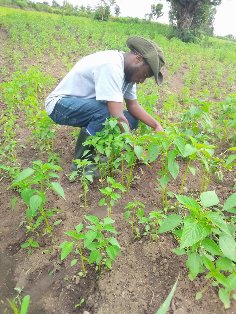 A good agronomist should be a friend of crop, always check out what's wrong and do remedies .