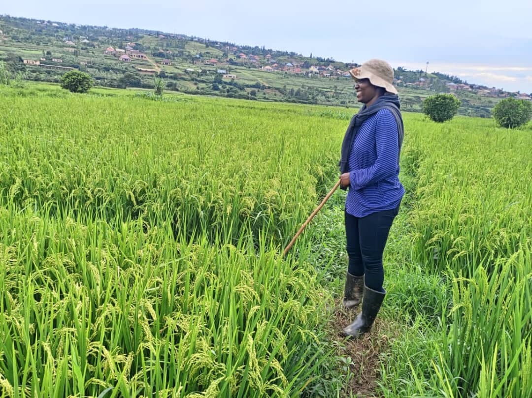 Today's Farm visit in Mahusekwa with my fellow Agronomist Rudo Chinhoi from Polachem Chemical Company. 3 ha cabbage crop of Star 3301.