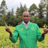 Why Kenyan Tea Estates are Ditching NPK for Organic Fertilizers - and Getting Surprising Results!