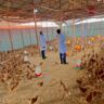 From Small Beginnings to Poultry Success: James Kamau's Journey in Kiambu County