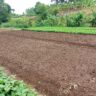 Carving Your Own Path in Farming: A Kenyan Farmer’s Guide to Authentic Farming