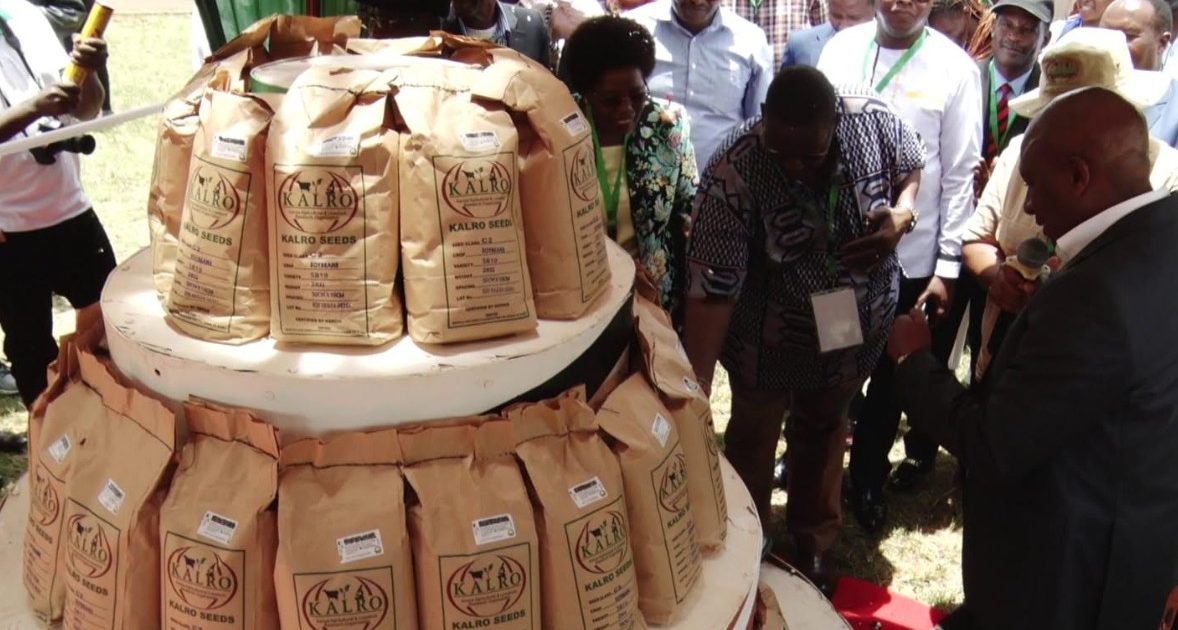 KALRO Introduces 7 New Soya Bean Varieties to Boost Kenya’s Food Security