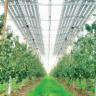 Double Harvest: How Agrivoltaics Lets Farmers Grow Crops and Energy Simultaneously