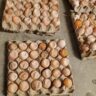 Causes and Solutions for Soft & Thin Eggshells in Poultry